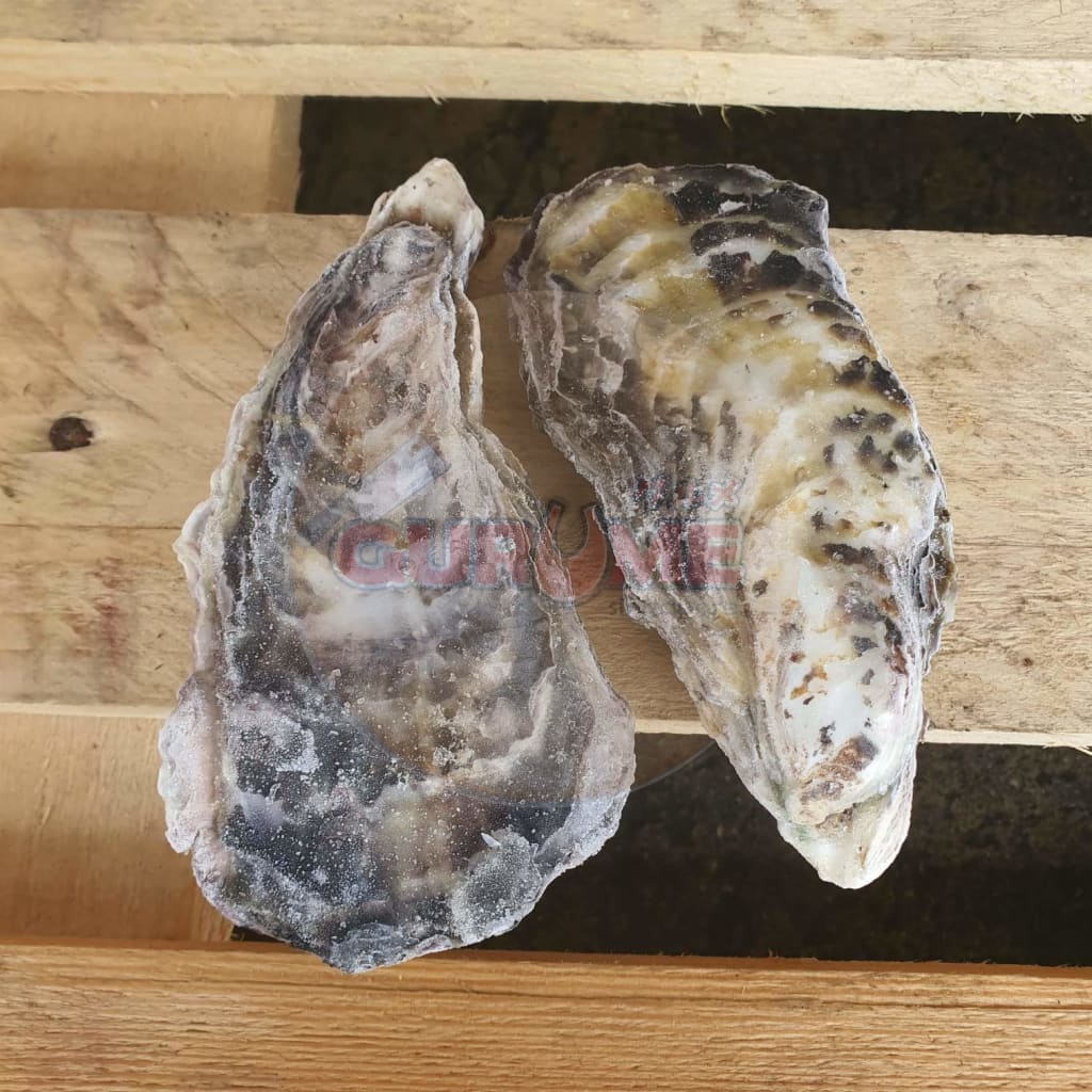 Japanese Sashimi Whole Shell Oysters (L Size 6 Pcs)