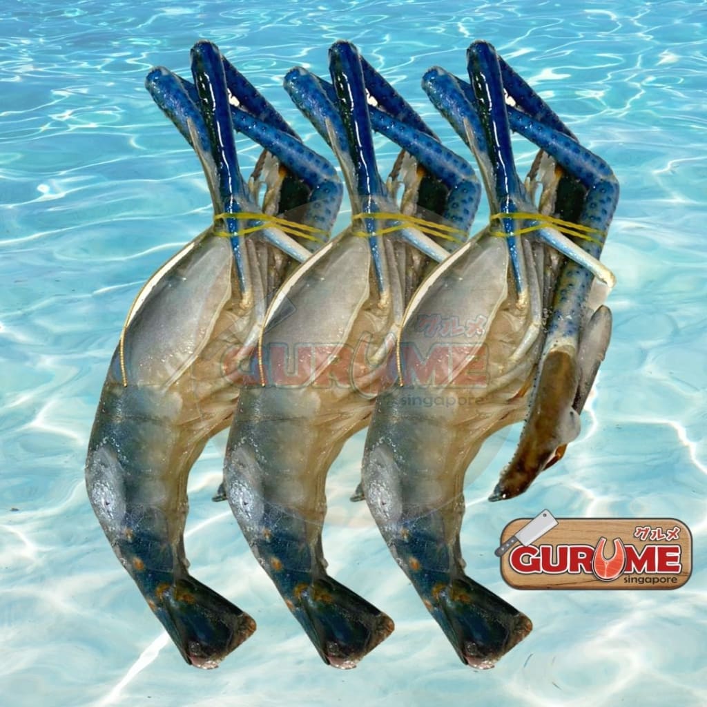 Big Head Shrimp/prawn U15 Seafood