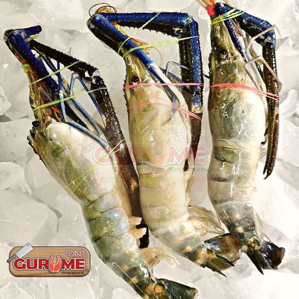 Big Head Shrimp/prawn U15 Seafood