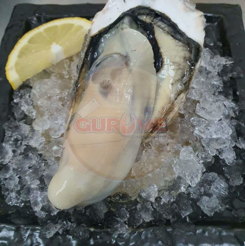 Japanese Sashimi Whole Shell Oysters (L Size 6 Pcs)